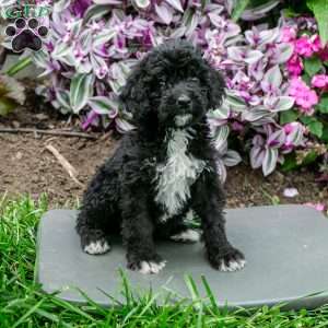 Honey, Bernedoodle Puppy